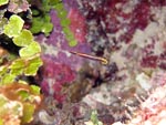 Arrow Blenny