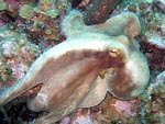 Octo 3