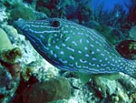 Scrawled File Fish