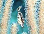 Slender File Fish
