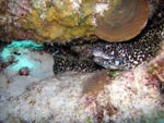 Spotted Eel