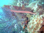 Trumpet Fish