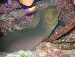 Green Moray Eel