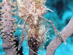 Decorator Crab