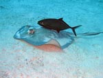 Southern Sting Ray & Bar Jack