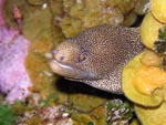 Golden Tail Moray