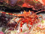 Red Banded Lobster