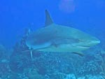 Sharks
