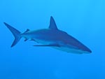More Sharks