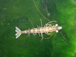 Hitchhiking Shrimp
