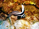 Spotted Juvenile Drum