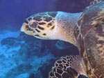 Hawksbill Turtle