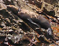 Sea Lion on the Rocks