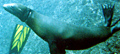 Sea lion under water