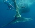 Skin diver trying to free whale