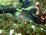 Fang Tooth Blenny