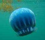 Blue Cannonball Jelly
