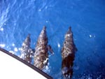 Dolphins