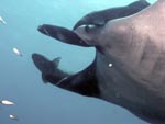 Manta Ray