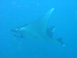 Manta Ray