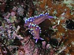 Nudibranch