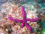 Red Velvet Starfish