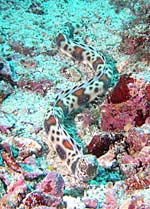 Tiger Snake Eel