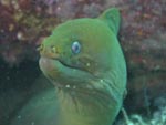 Green Moray Eel